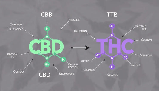 Différences entre CBD et THC sur le corps et effets psychoactifs