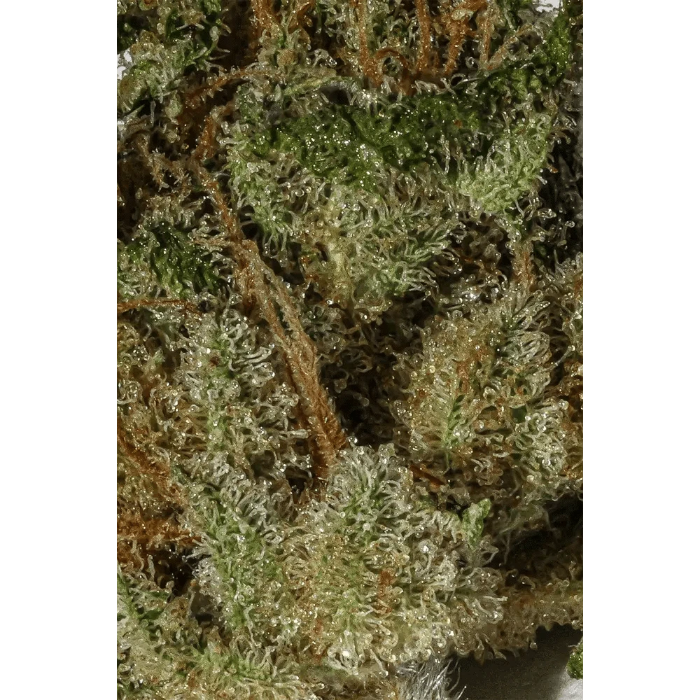 Alien OG CBD｜Pot - Passeport Cases