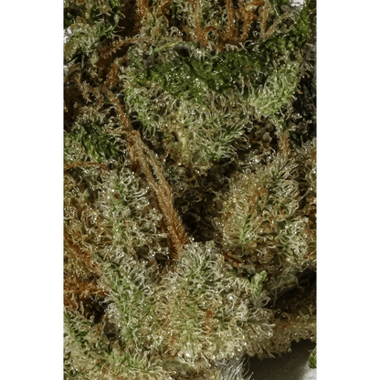 Alien OG CBD｜Pot - Passeport Cases