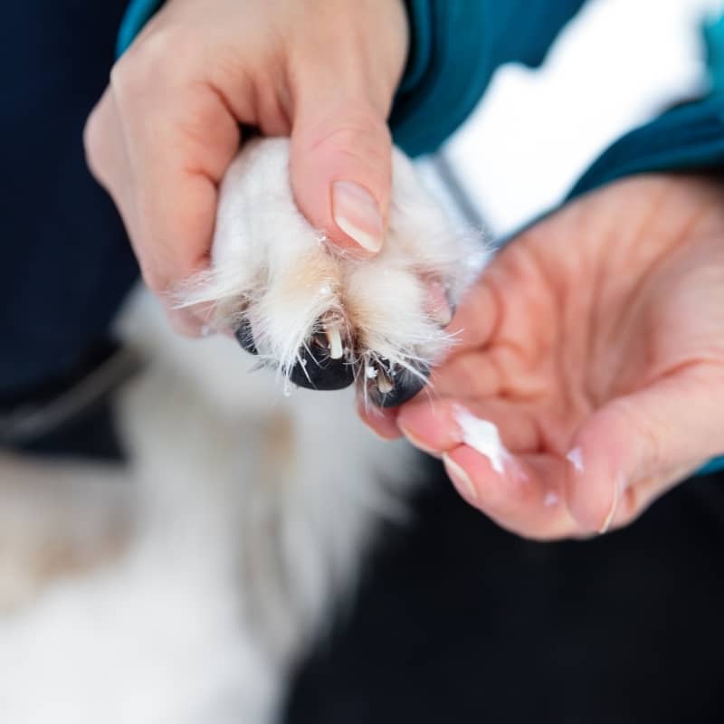 Organisk skyddande balsam för tryffel- och hund- och kattkuddar - Naturlig fuktighetskrämbioogens