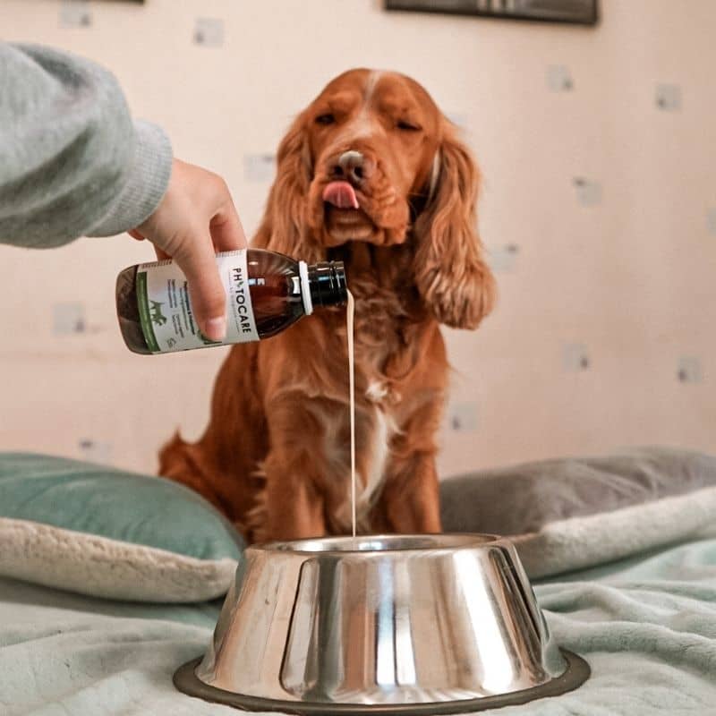 Spijsverteringsvoedselsupplement voor honden en katten - Digest+ | Relief van spijsverteringsstoornissen met probiotica en natuurlijke ingrediënten