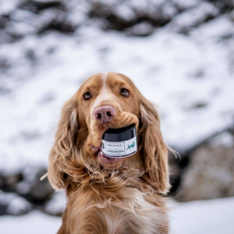 Organisk skyddande balsam för tryffel- och hund- och kattkuddar - Naturlig fuktighetskrämbioogens