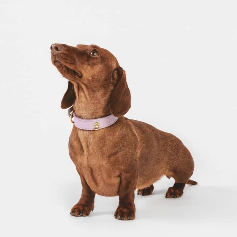 Dog leather necklace - Mauve lavender