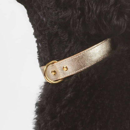 Collar di lusso per cani in pelle dorata - Branni Pets