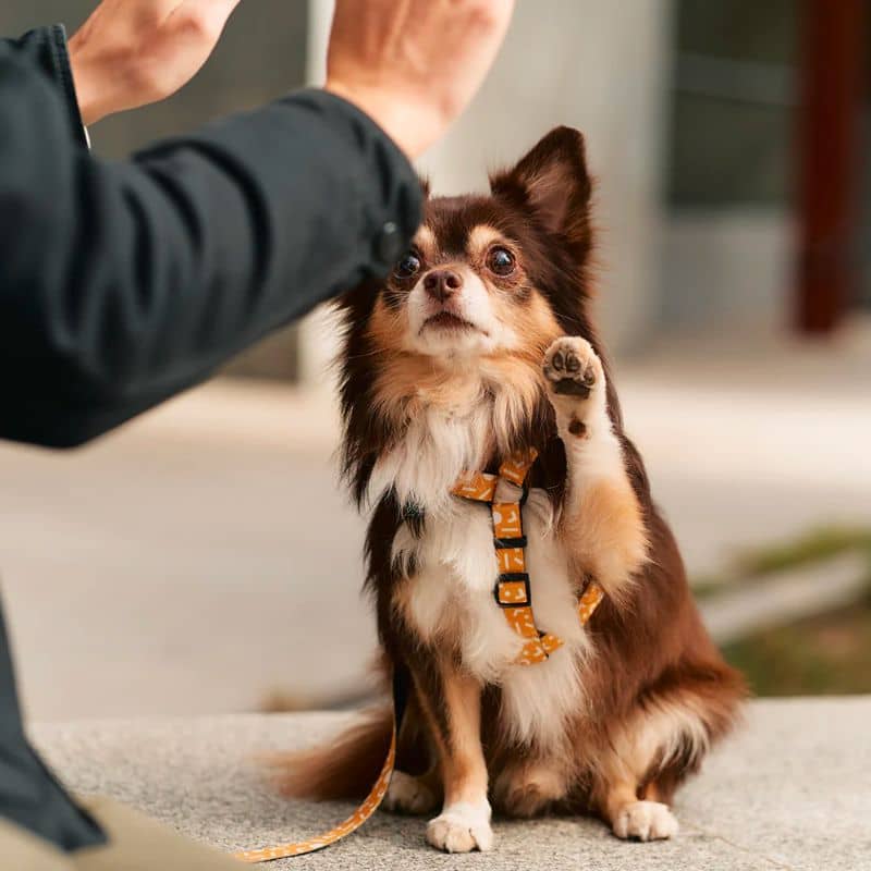 Gurtgurt (in y) für Hunde - Senfgelb Memphis