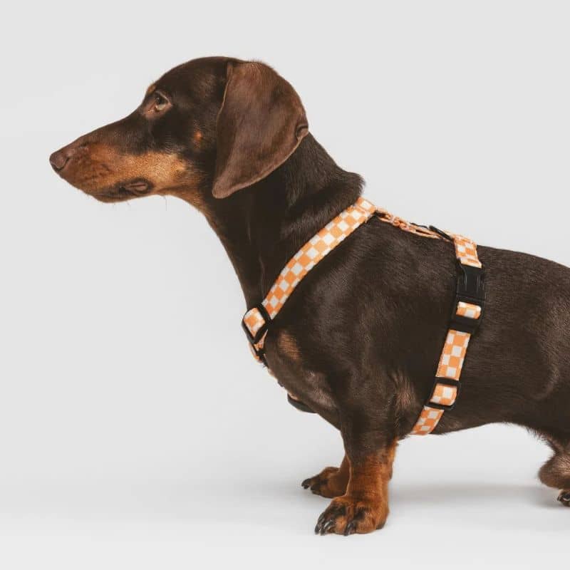 Strap harness (in y) for dogs - juno vichy orange fishing 🧡