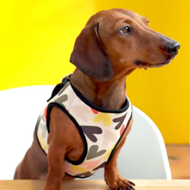 Arnés de la chaqueta para perros - Corazones multicolores