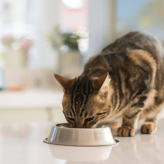 Natural pâté for cats - tuna net and applaws shrimp