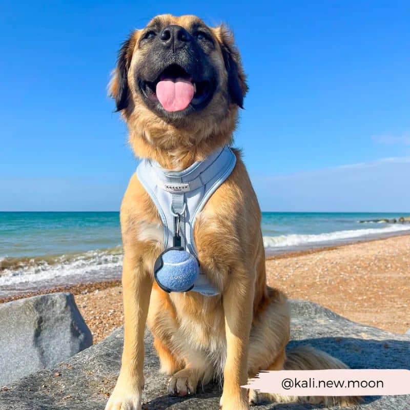 Balla da tennis colorata per cani - giocattolo resistente a 3 colori vibranti