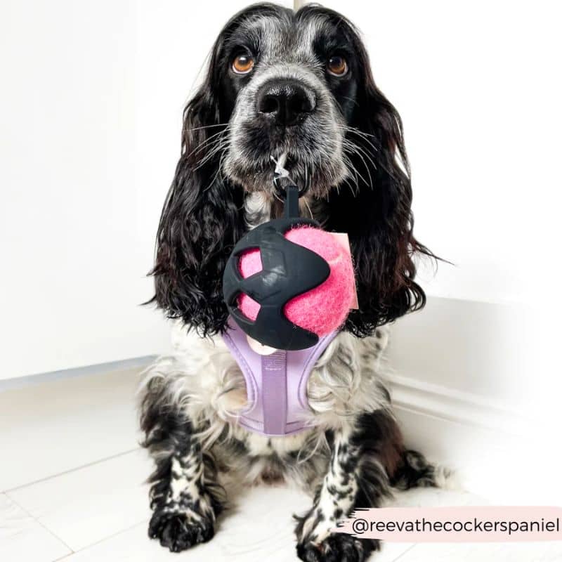 Porta del proiettile da tennis con carabinatore per cani - Cocopup London