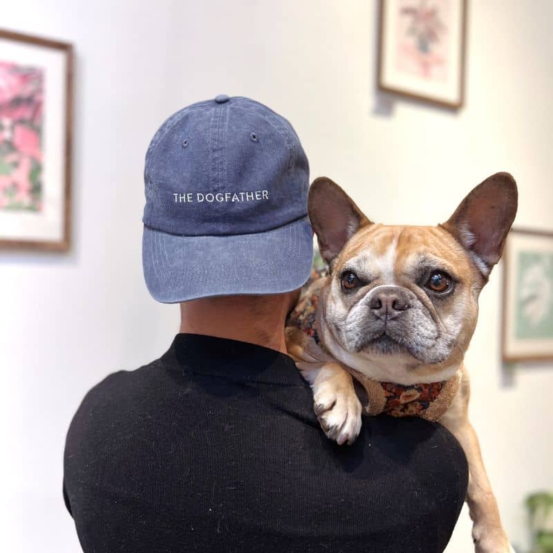 Bouledogue français avec maître gaga et casquette the dogfather dogdad de collar of sweden en bleu