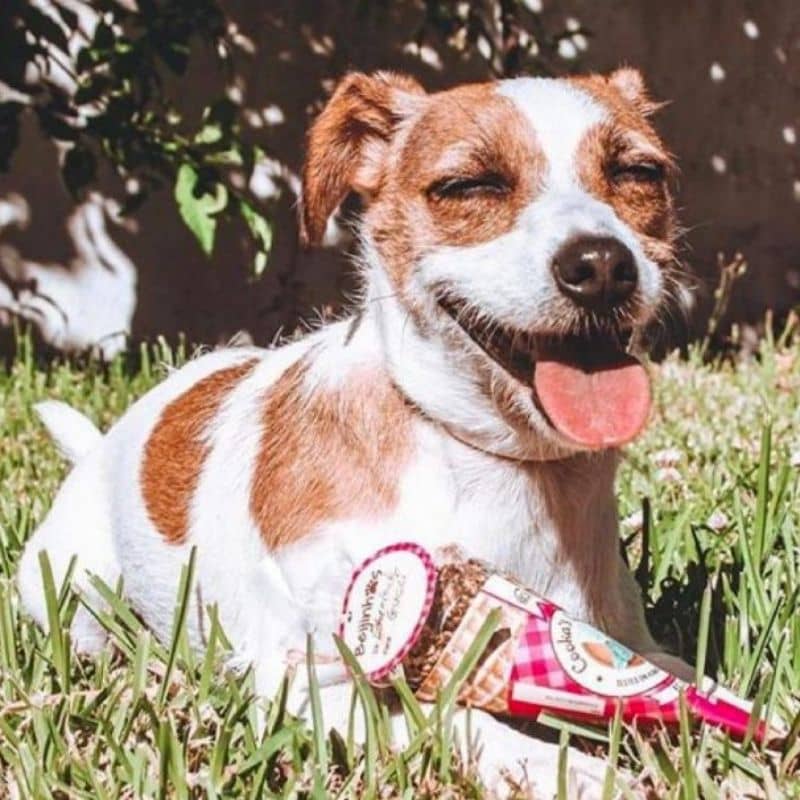 Il cane tratta il corno - manzo