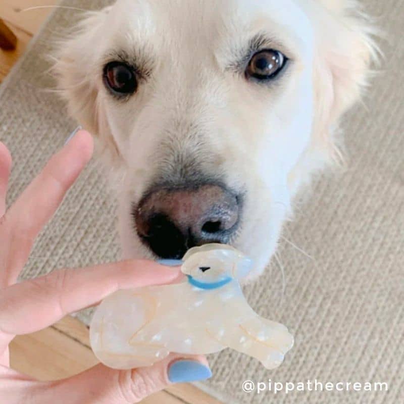 PINCE À CHEVEUX - LABRADOR / GOLDEN RETRIEVER