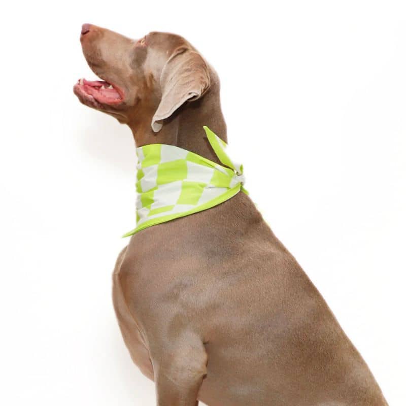 Bandana Dog Fashion - Lemon green checkerboard "Oakley" 100% cotton