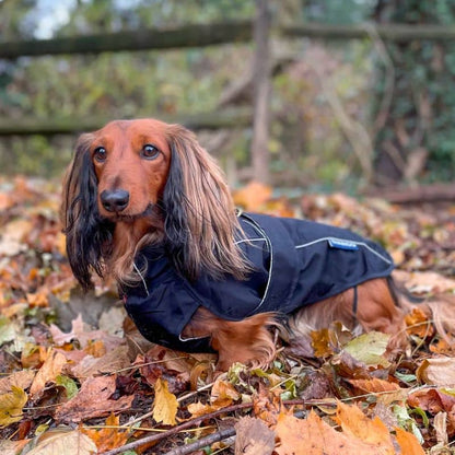 Vattentät för hundvindande hund lätt att sätta på - svart