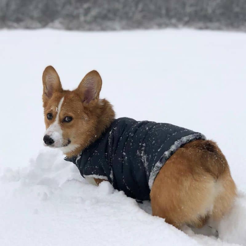 Doudoune Réversible pour Chien Django - Bleu et Carreaux Verts