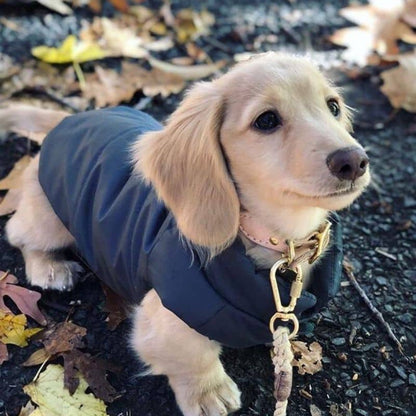 Doudoune Réversible pour Chien Django - Bleu et Carreaux Verts