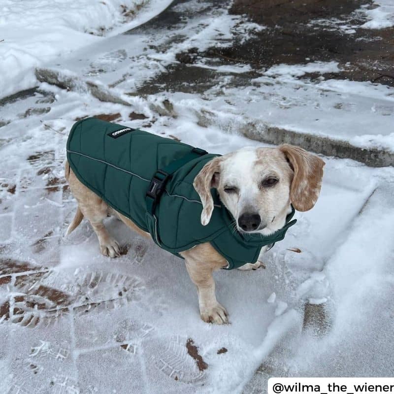 Manteau Émeraude pour Chien - Style et Confort Hivernal