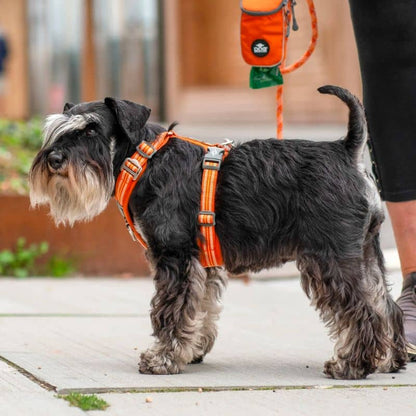 Comfort Walk Air ™ Dog Harness - Orange *Ny design *