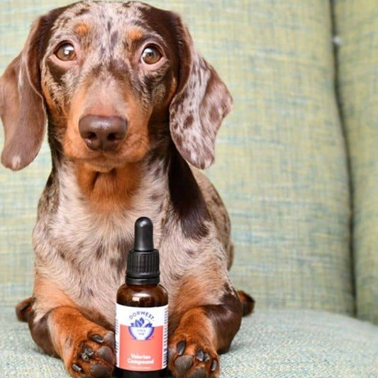 Natural drops of anti -stress Valerian for dogs and anxious cats - Quick soothing solution