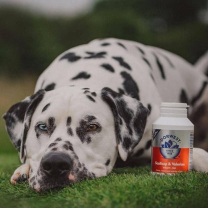 Compresse anti -stress naturali Scullcap e Valerian per cani e gatti ansiosi - Risoluzione della soluzione senza sonnolenza