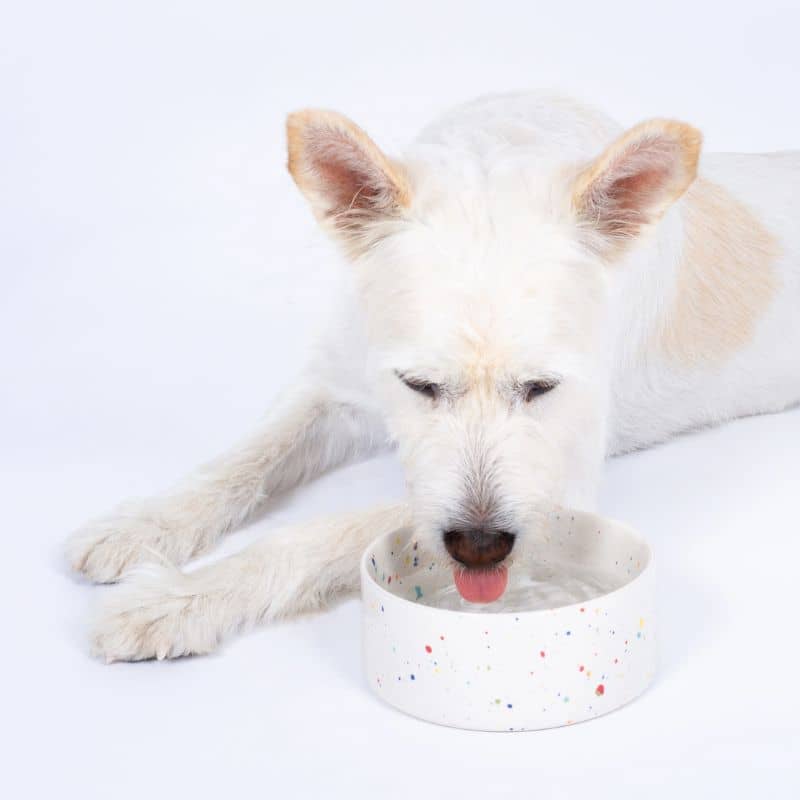 Ceramic bowl for dogs - Party 🎉 (2 sizes available)