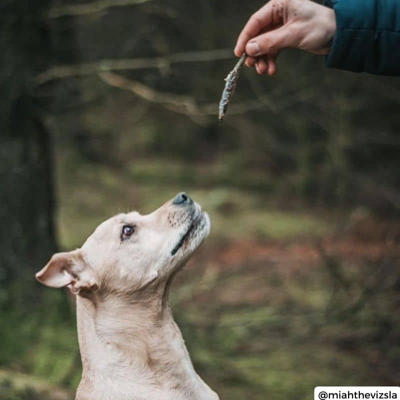 Tratta naturale per cani sensibili - piccoli sprat ricchi di omega 3