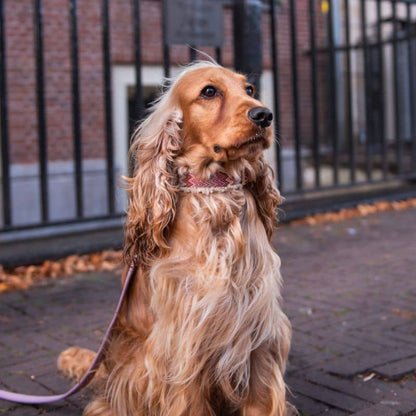 Sherpa collar for dogs - "Zazzy" zigzag pattern and sherpa fabric