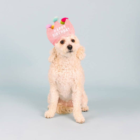 Dog Pink Birthday Crown - giocattolo e shop per animali domestici con travestimento festivo