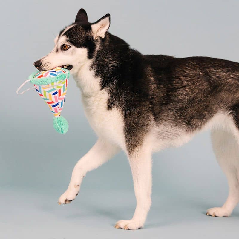 Cappello di compleanno per cani con couineur - giocattolo e costume blu festivo