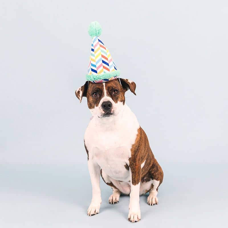 Cappello di compleanno per cani con couineur - giocattolo e costume blu festivo