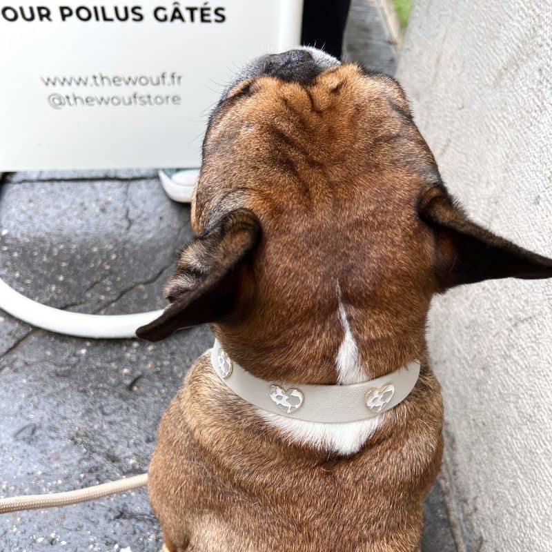 Collar de perros con encantos - Cow Love 🤍