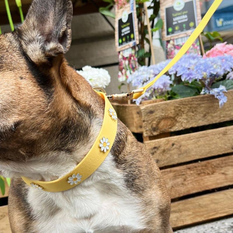 Hondenketting met charmes - Daisy Field 🌼