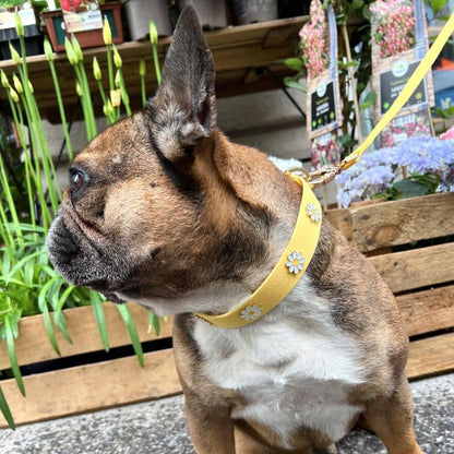 Hondenketting met charmes - Daisy Field 🌼