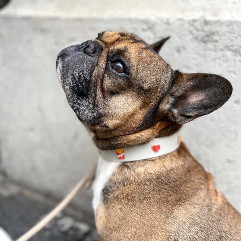 Collar de perros con encantos - Pizza y papas fritas 🍕🍟