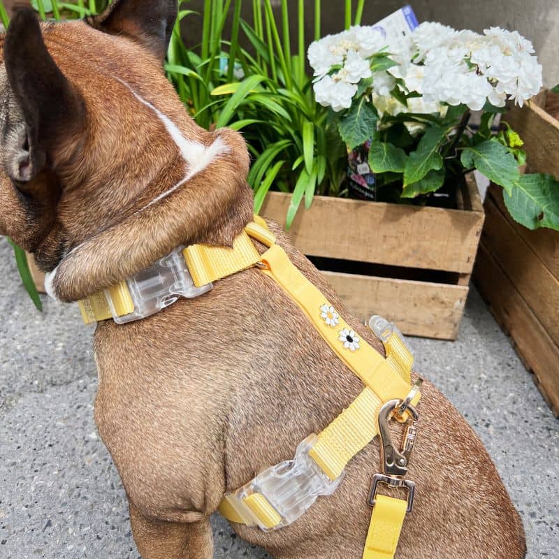 Hundsele med charm - Daisy Field 🌼