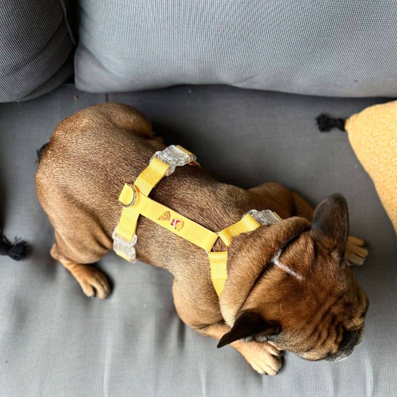 Dog harness with charms - pizza & fries 🍕🍟