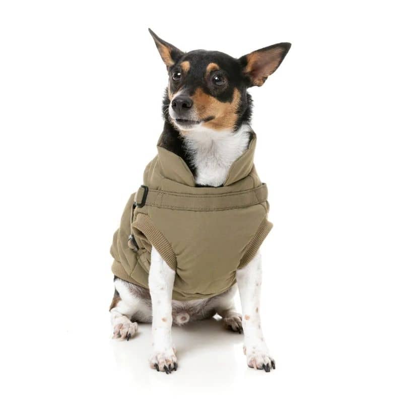 Polar Interior Dog Coat - Caki verde "flash"