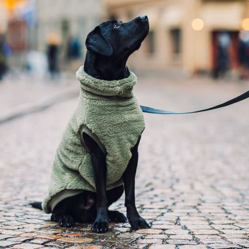 Pulover polar al câinelui - Teddy (maro, verde, gri sau bej)