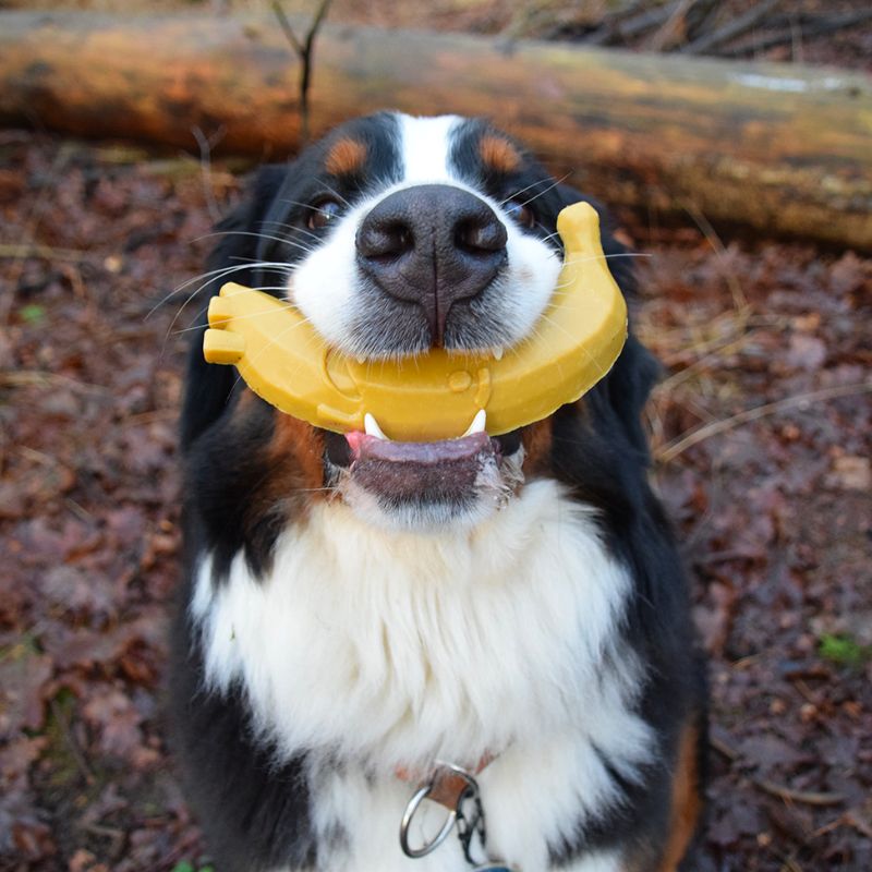 Scegli dentali vegani per cani sensibili - forma di frutta, ricca di vitamine 🍌🍑🍐 (Disponibile in due dimensioni)