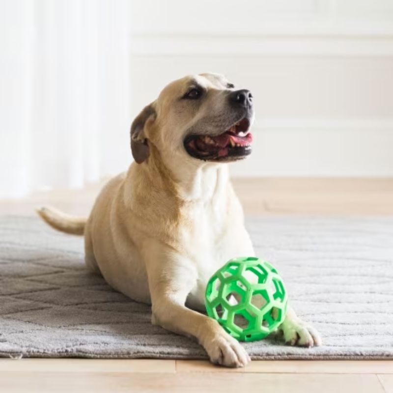 Interaktiv och resistent boll för hundar - Toy Dispenser of Treats Hol -e Roller JW (finns i 2 storlekar)