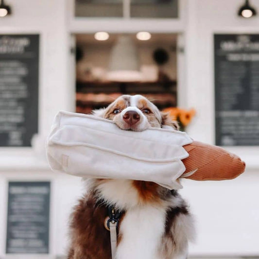 Baguette de Pain Stimulante pour Chien avec Cachettes à Friandises de Lambwolf - Passeport Cases