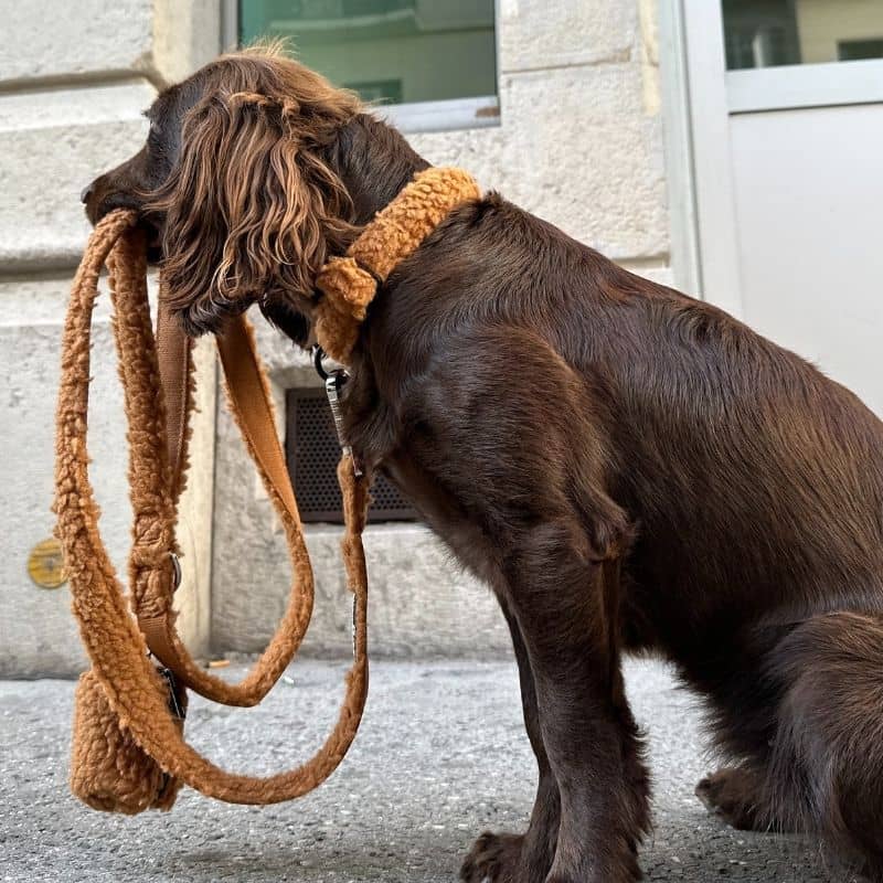 Chien Teddy Necklace - Cinnamon Brown