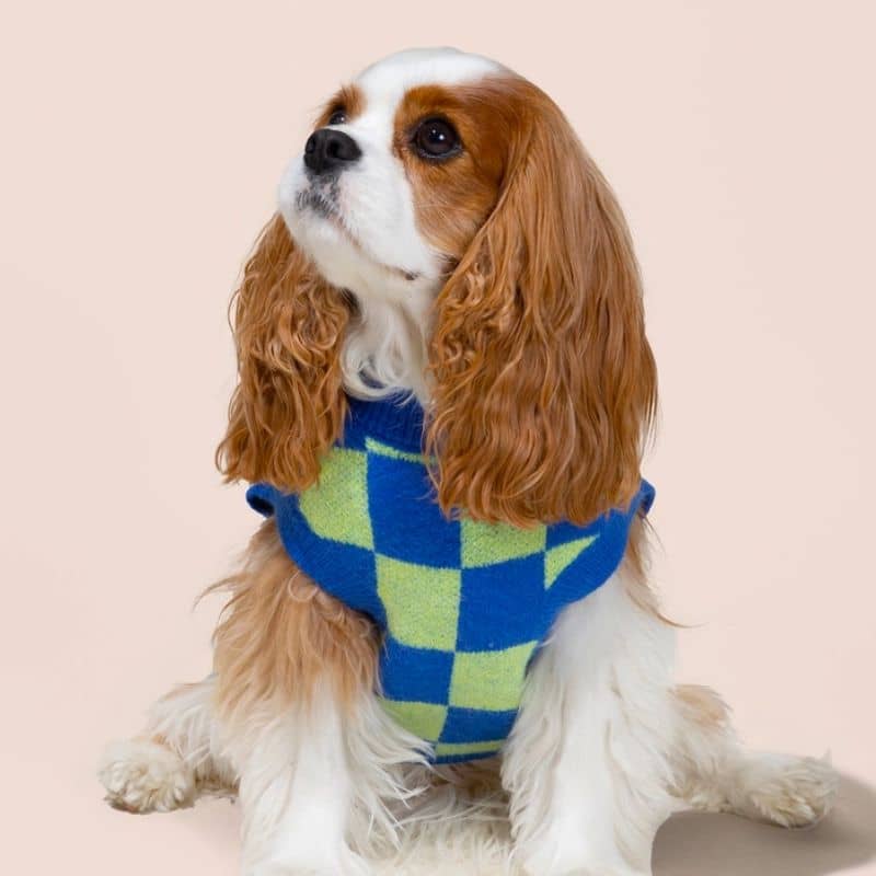 Trendy Dog SWEATER - Green & Blue Checkered Wzór „Have A Nice Day” - Lucy & Co