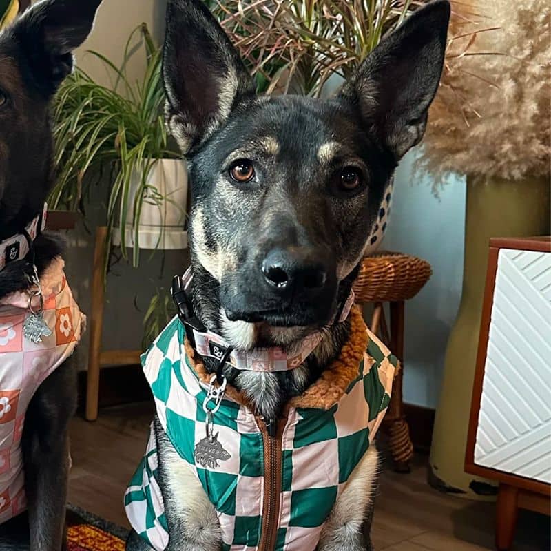 Reversible dog coat - Teddy & green checkerboard "You're a square"