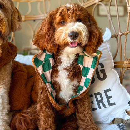 Reversible dog coat - Teddy & green checkerboard "You're a square"