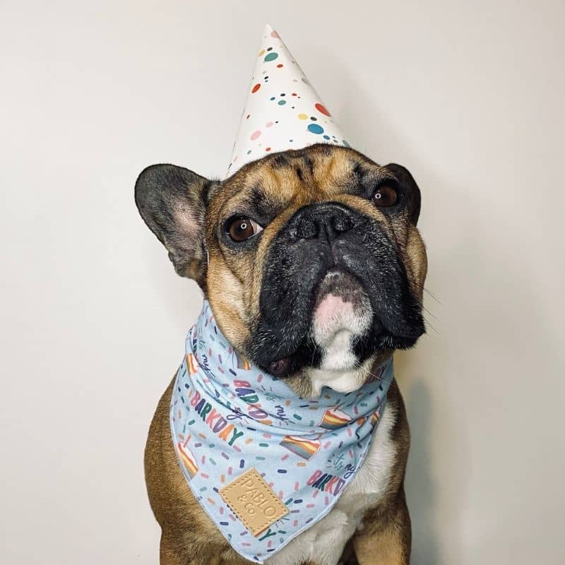 Bandana di compleanno blu per cane 100% cotone 🎂 - Pablo & Co