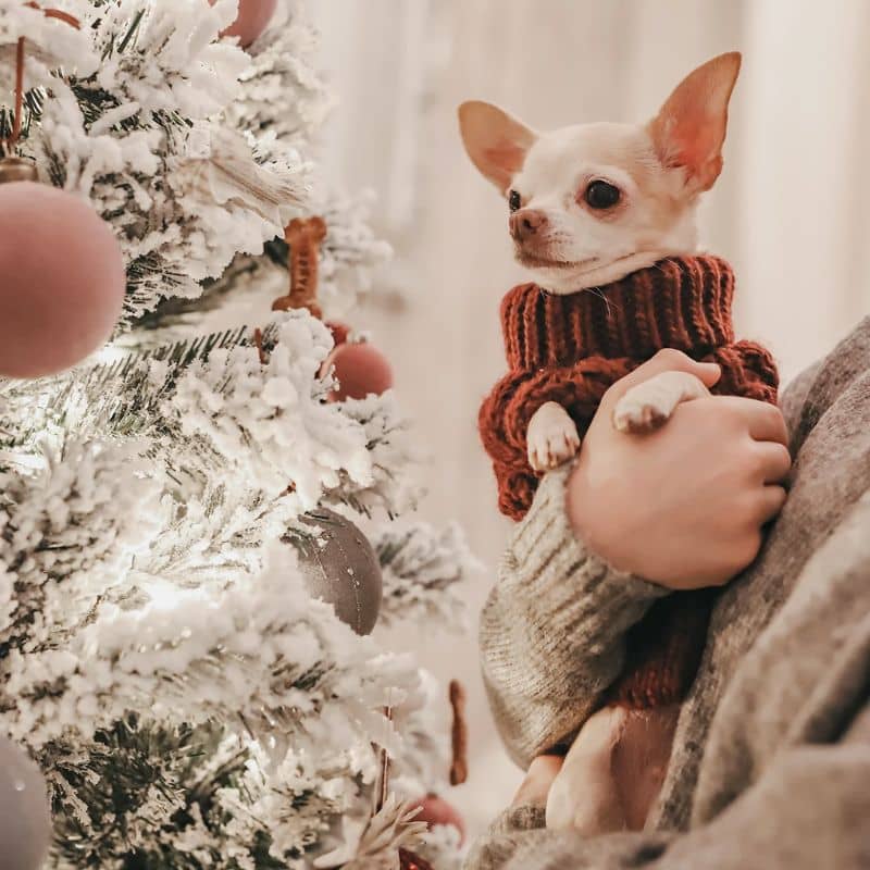 Pulover tricotat din lână de câine - Bordeaux - Confortul de iarnă de Paikka