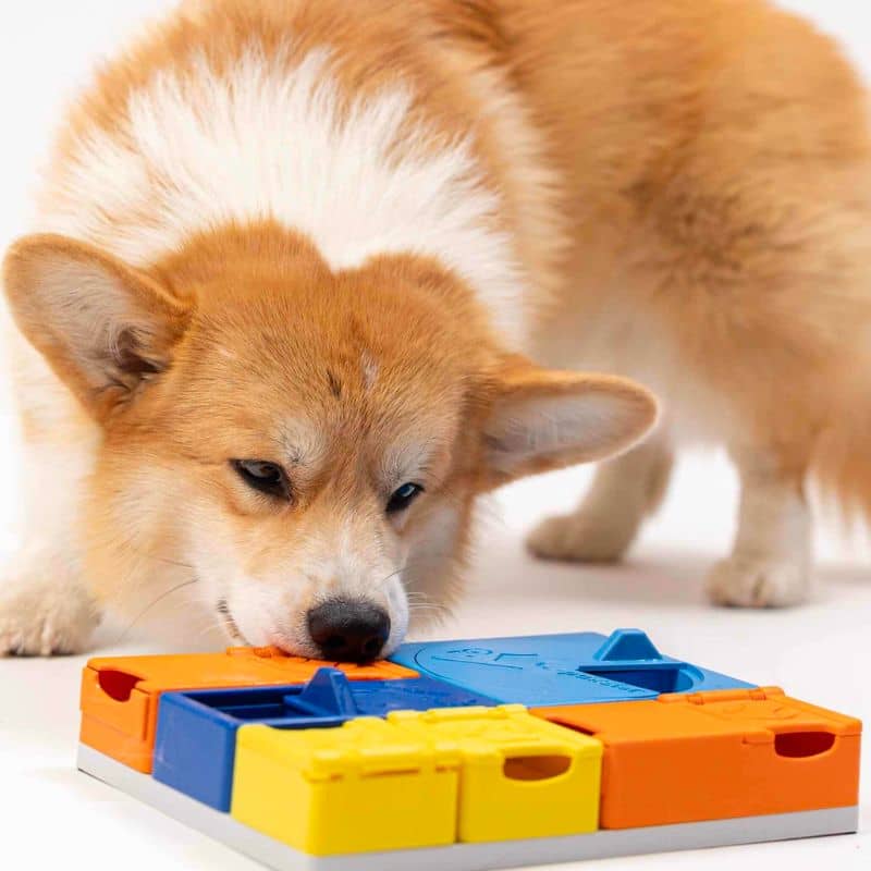 Puzzle Intéractif pour Chien - Stimulation Mentale et Amusante avec le Rainbow Set par Pawzler