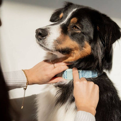 Justerbar hundtygkrage - molnblå av persika hundar